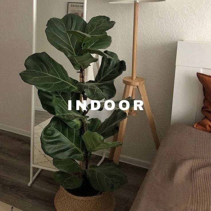 All Indoor Plants