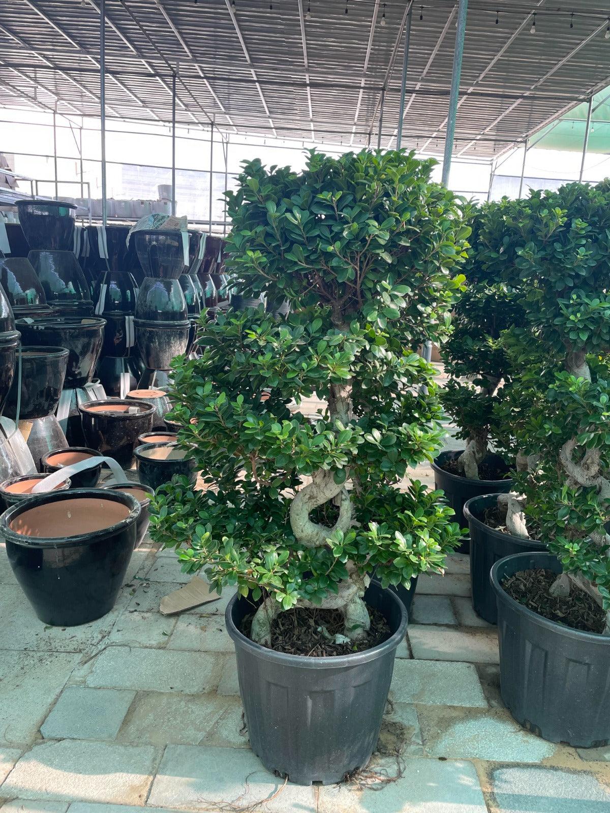 bushy bonsai tree Bushy Bonsai