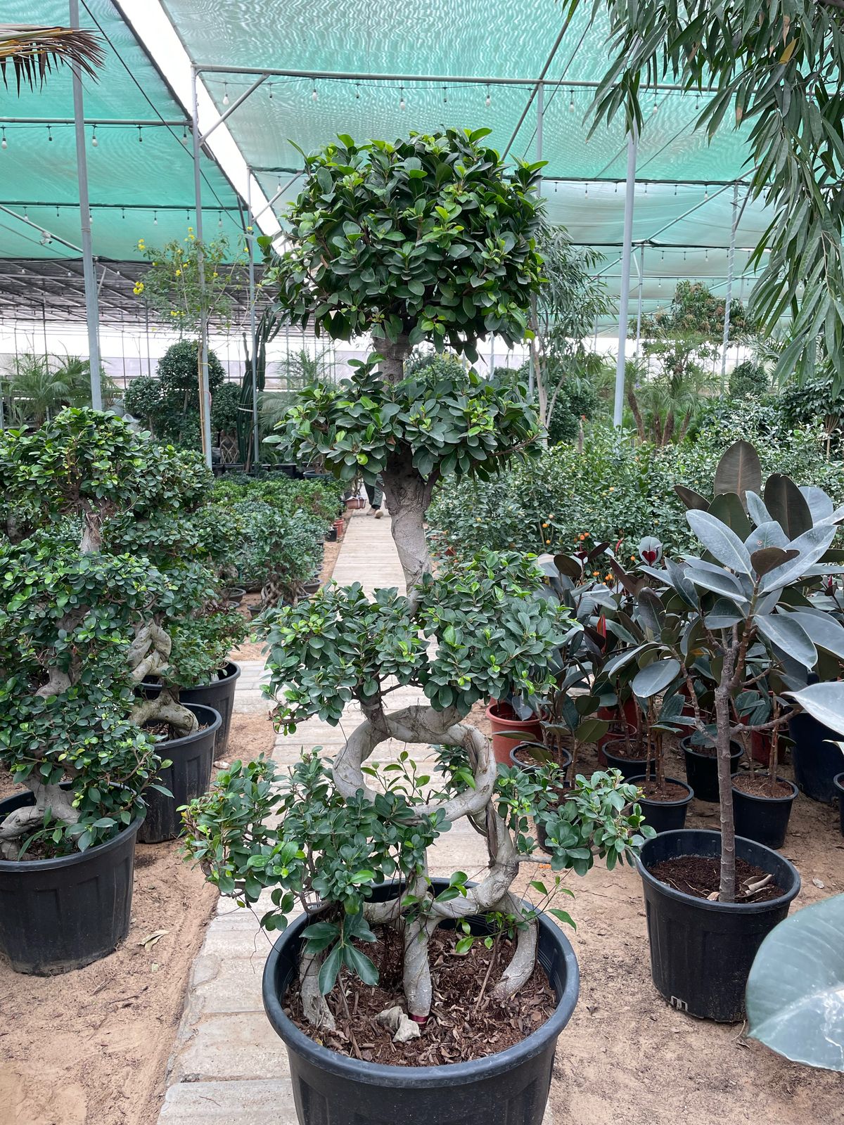 MultiHead Bonsai