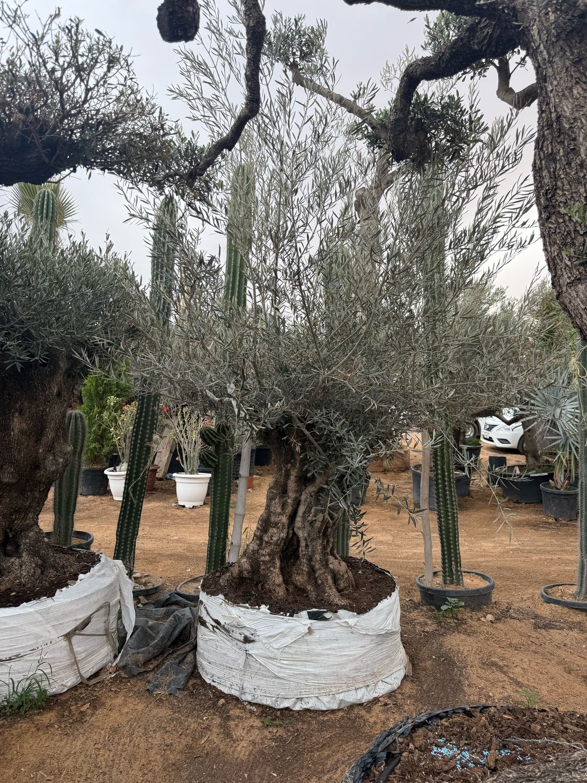 Olive Tree Aged & Thick Trunk