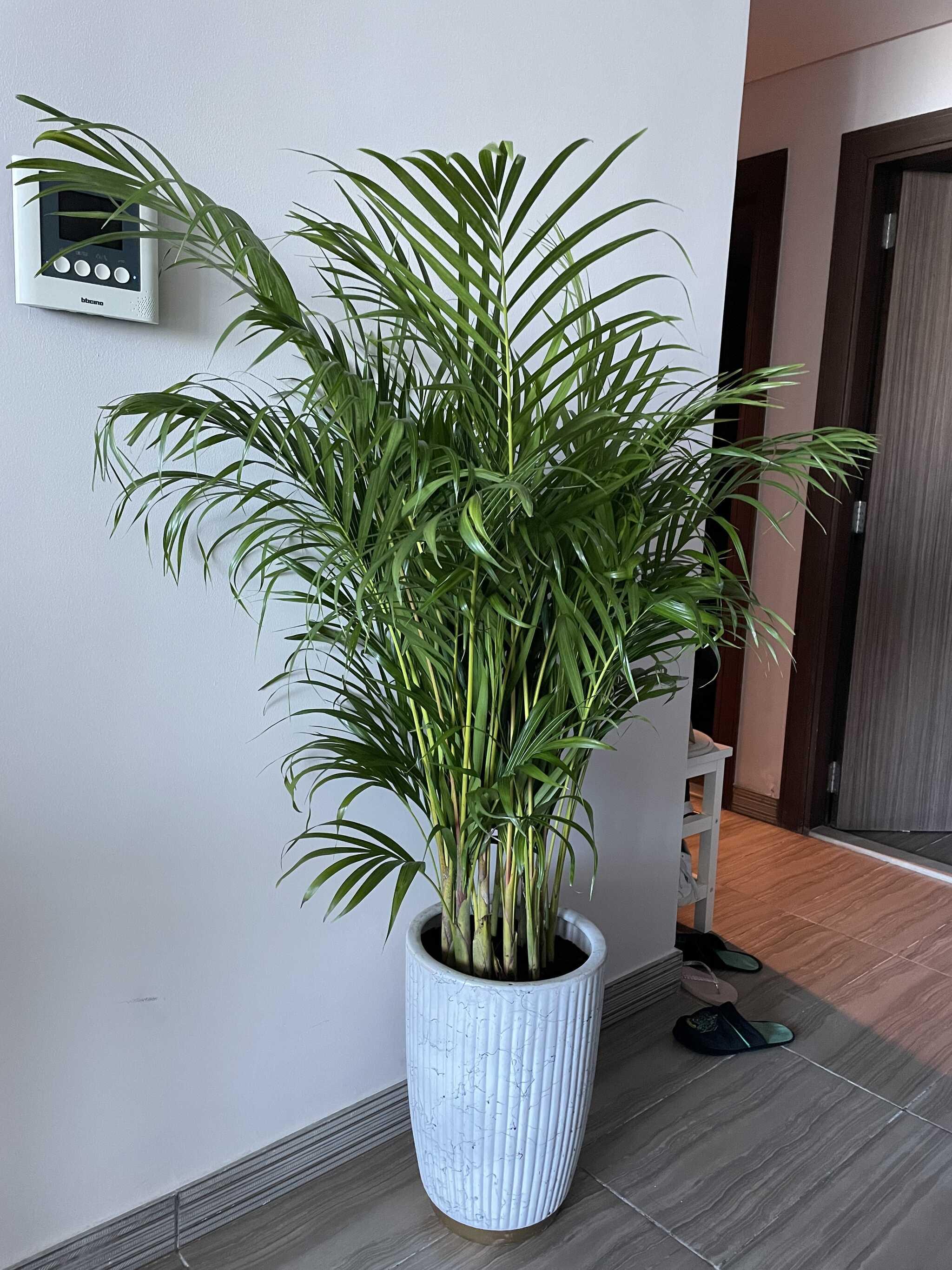 areca palm butterfly palm houseplant Areca palm Medium White and Gold pot – Silver Garden