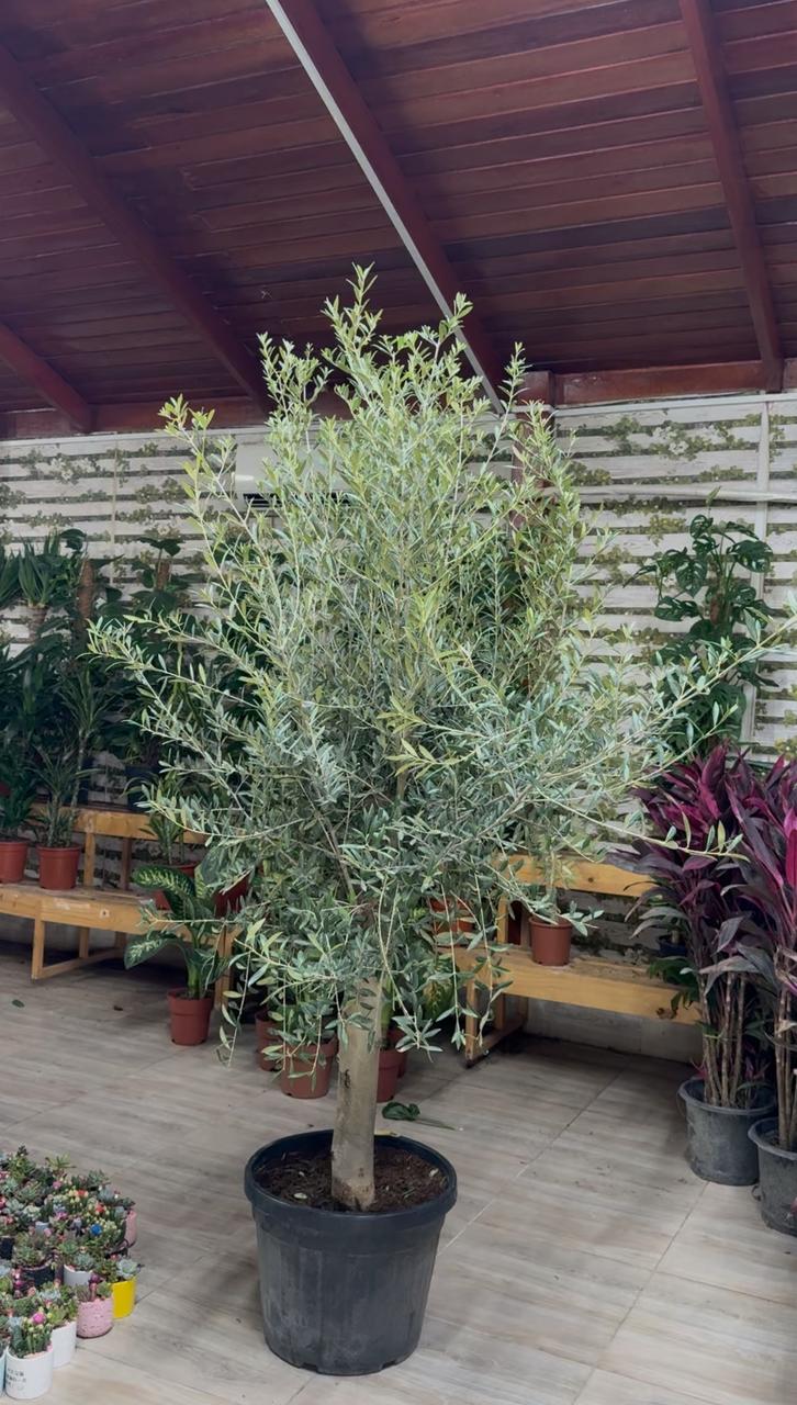 Bushy Olive Tree - Promotion