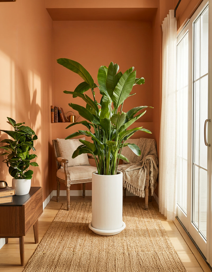 Bird of paradise - PROMOTION