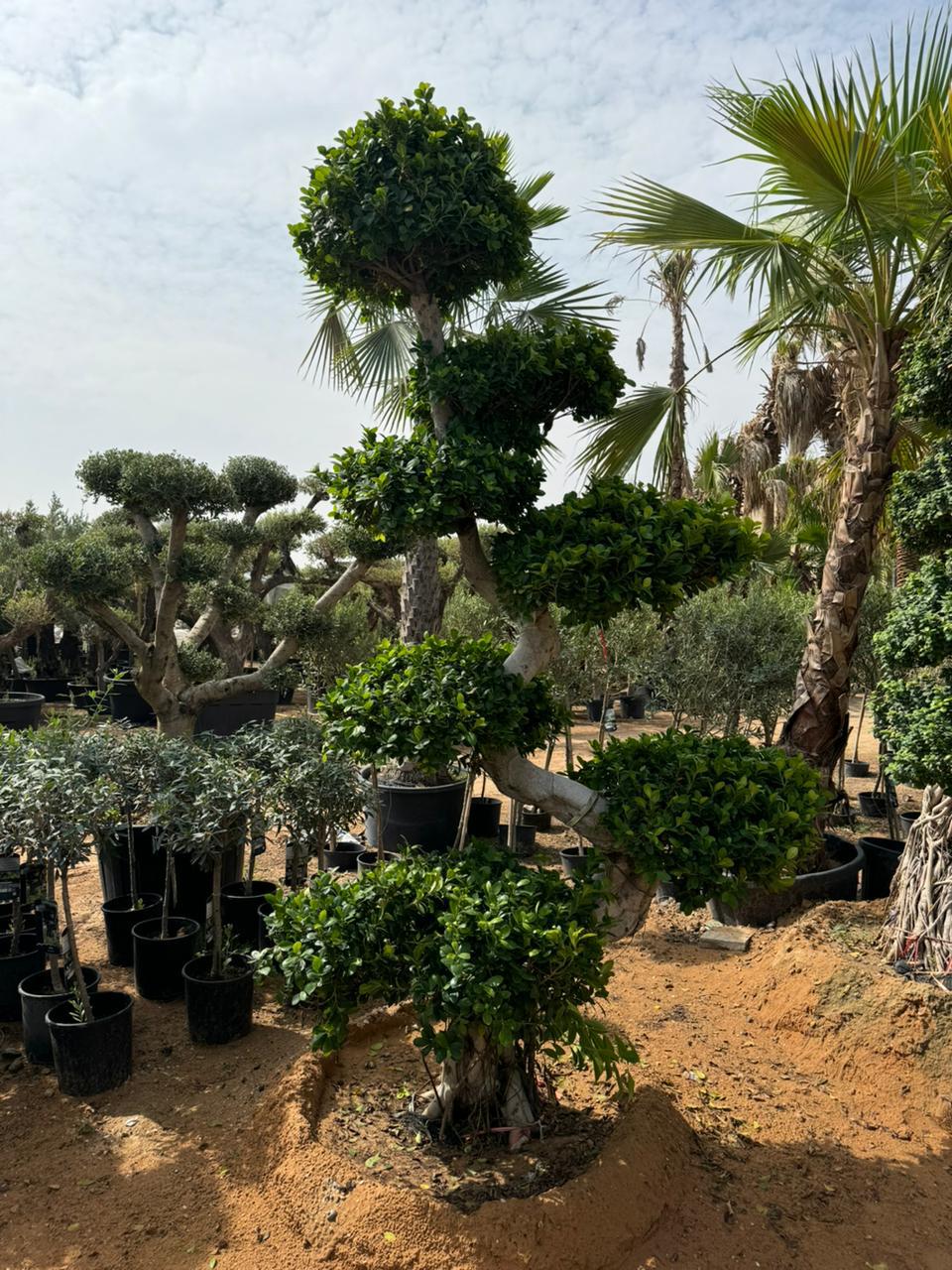 Giant S Shaped Bonsai - 2.4-2.5M