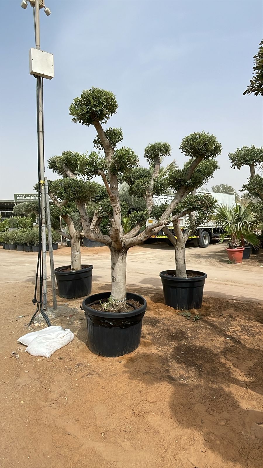 Olive Tree - Multi Head