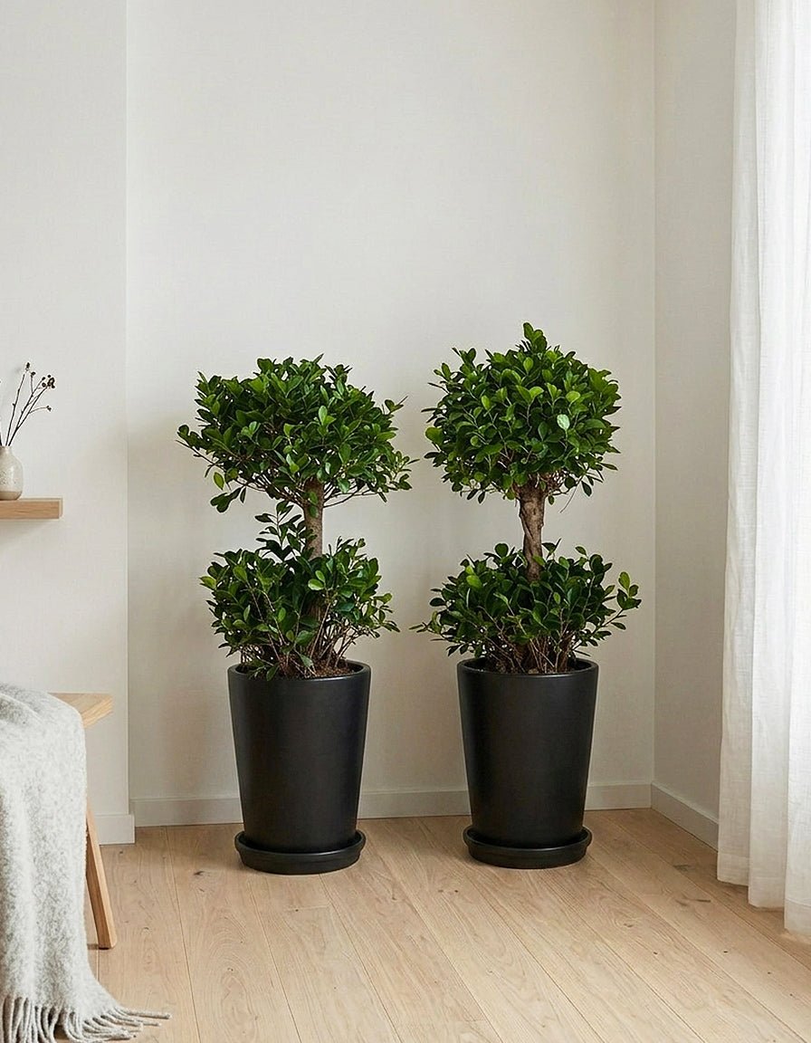 2 Head Ficus Bundle - Large Pots