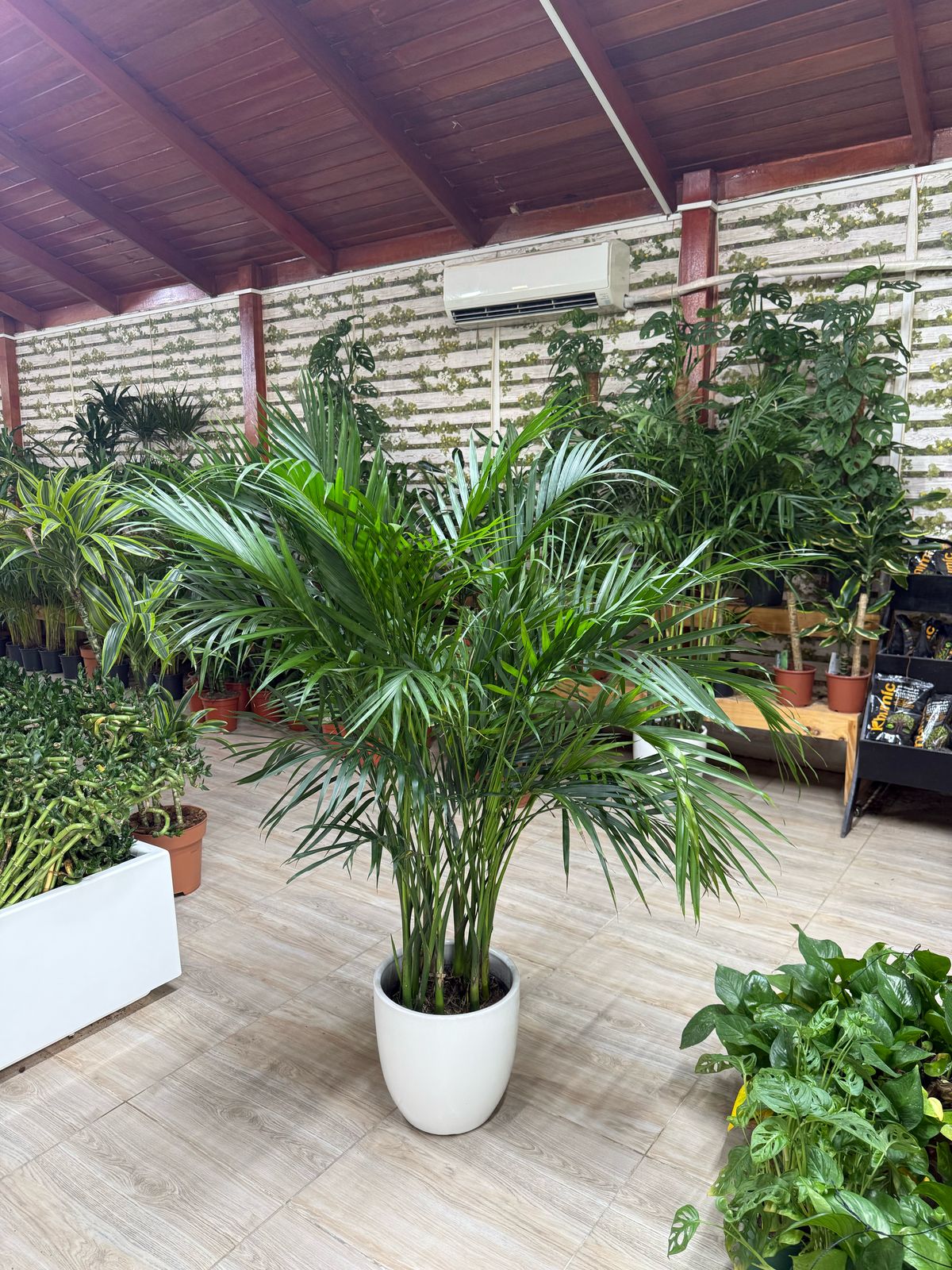 Kentia Palm - Potted