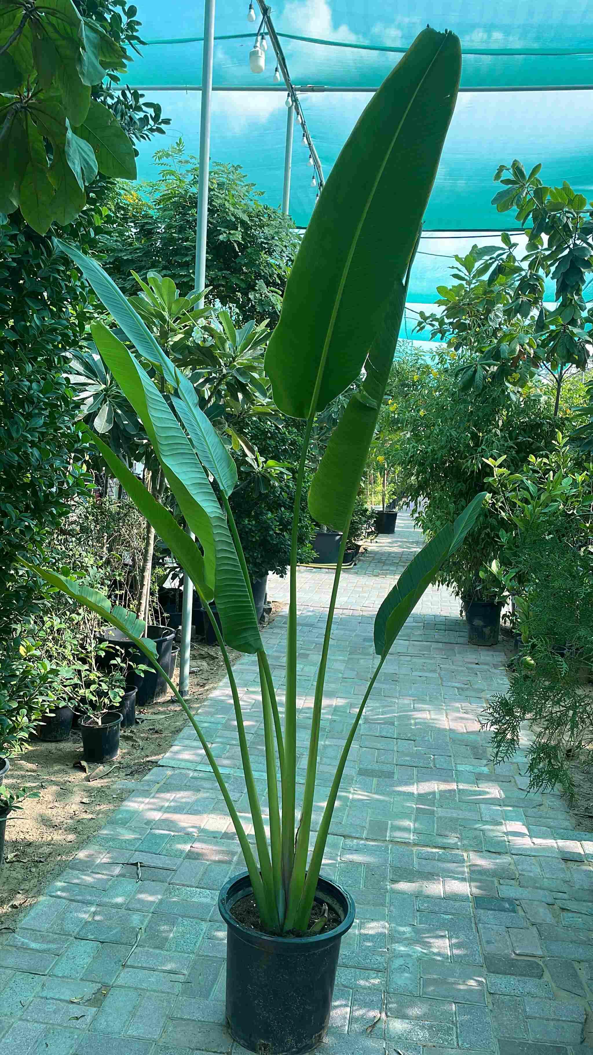 Travelers Palm - PROMOTION