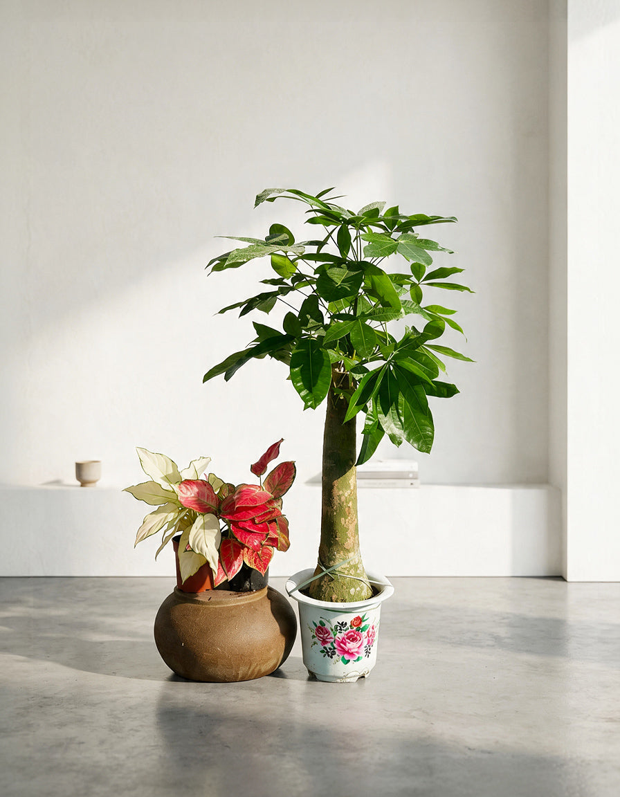 Money Plant - Nursery Pot