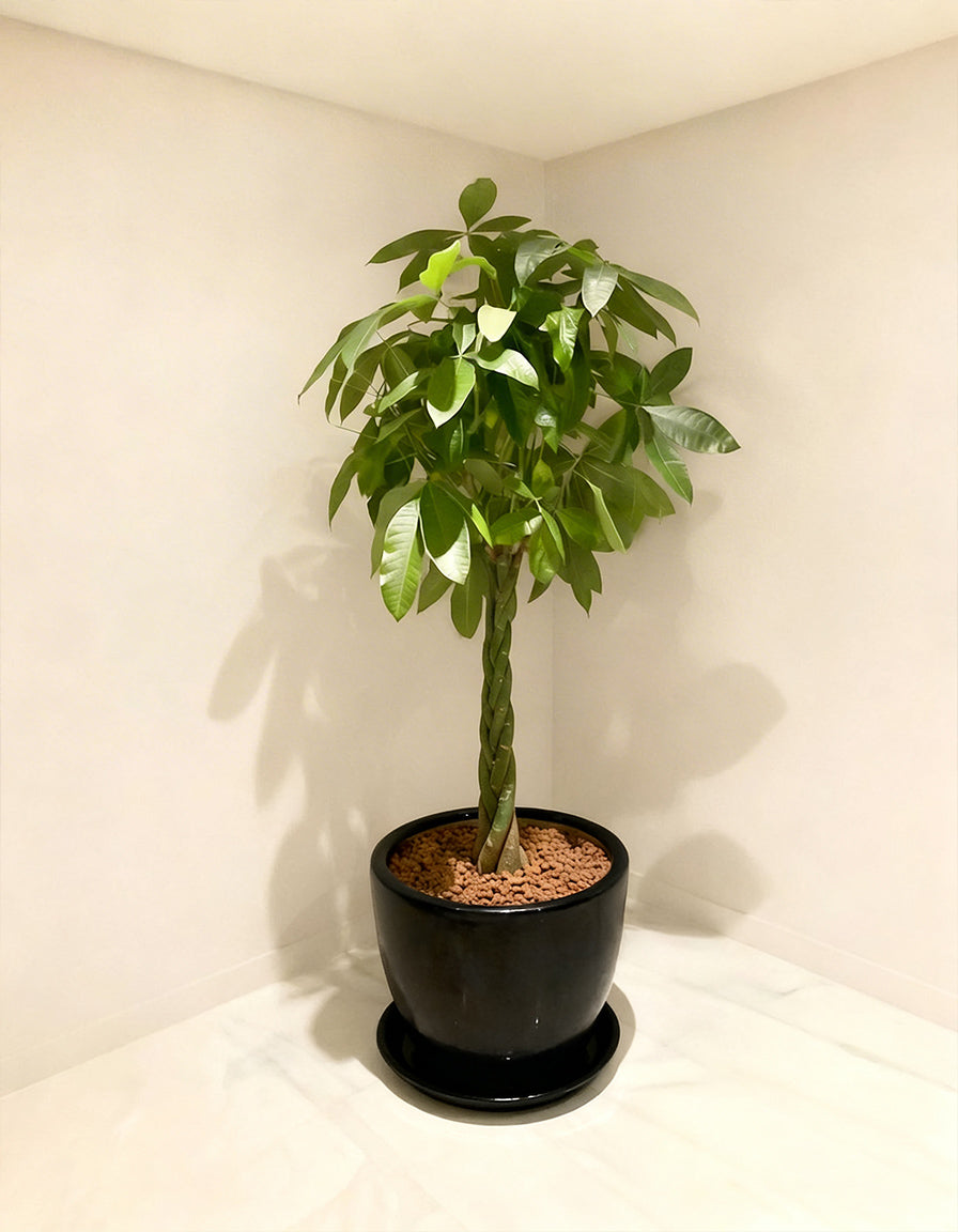 Large Twisted Pachira