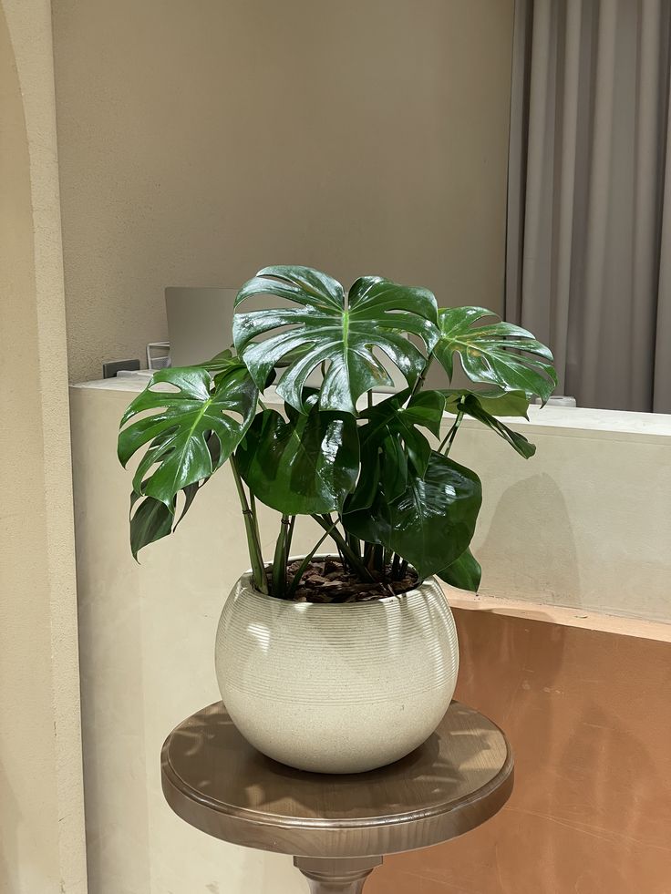 Monstera - Fiber Round Pot - Low to Zero Maintenance