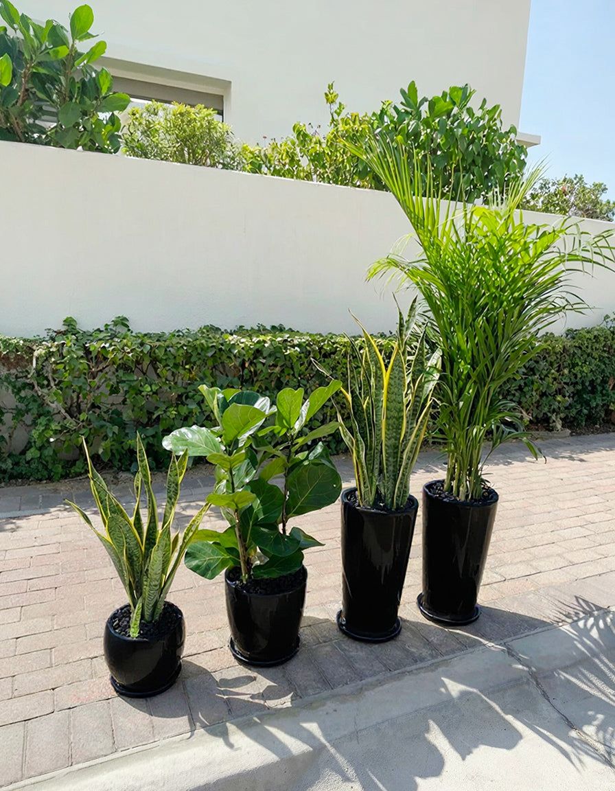 4 Air Purifier Set - Best Seller!