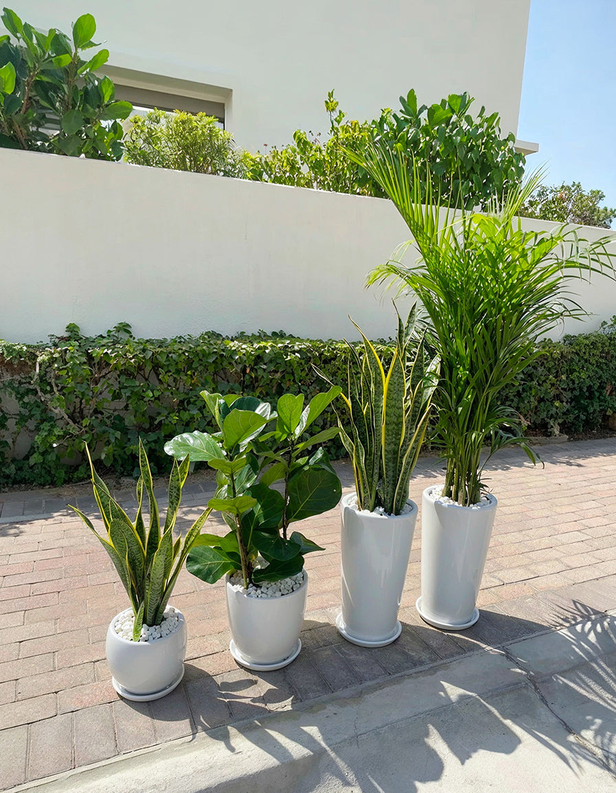 4 Air Purifier Set - Best Seller!