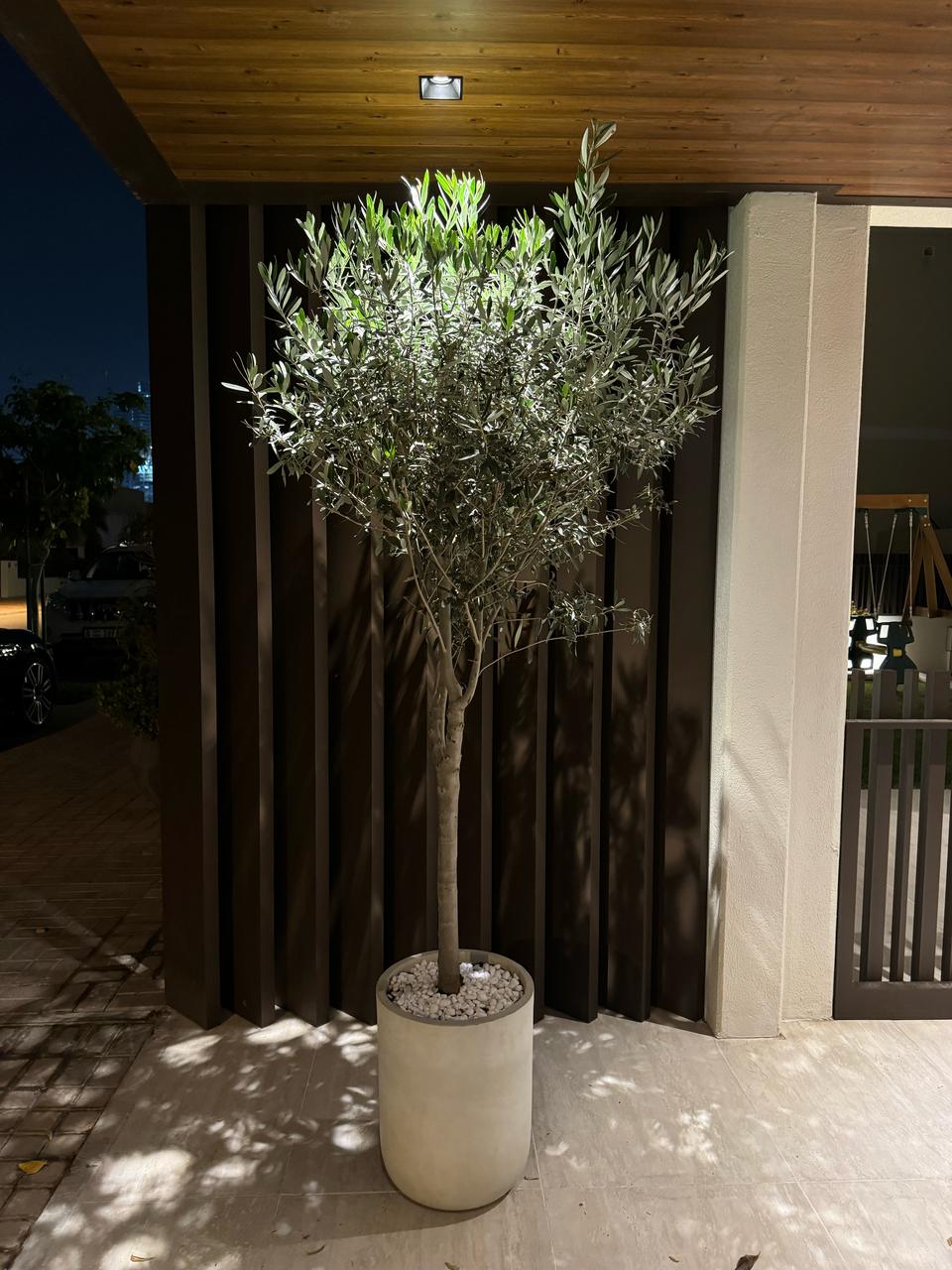 Olive Tree - Fiber Pot