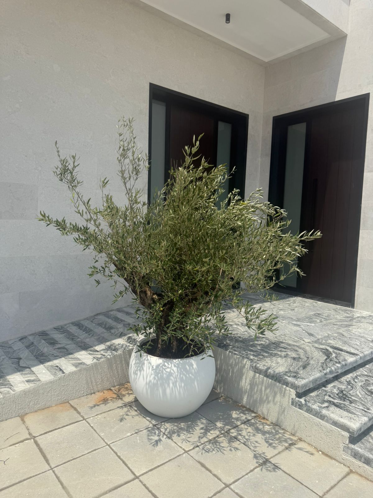 Thick Aged Trunk Olive Tree - Fiber Pot 2M