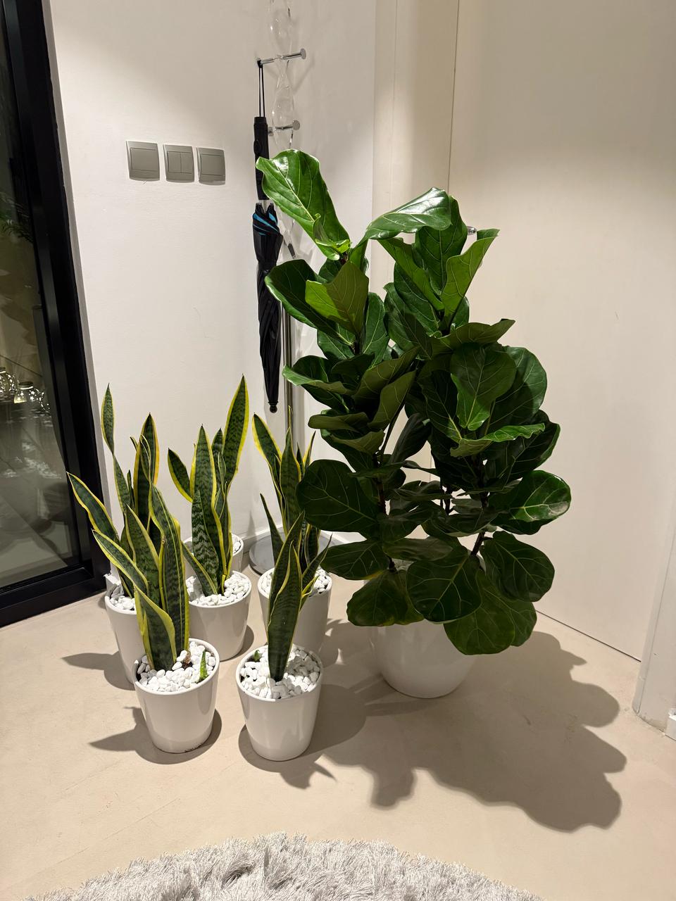 Fiddle Leaf & 6 Snake Plants Bundle