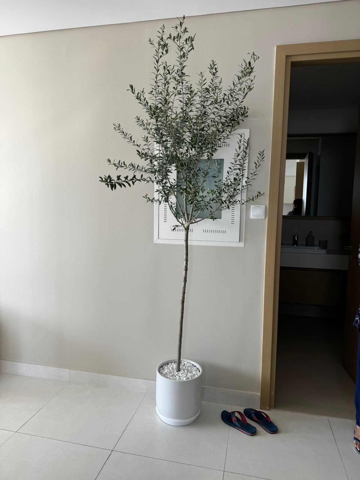 Olive Tree -