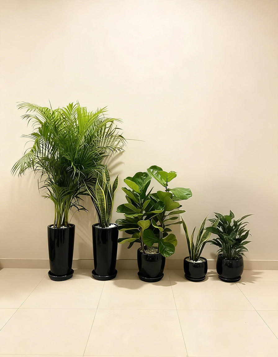 5 Air Purifying Bundle — Black option