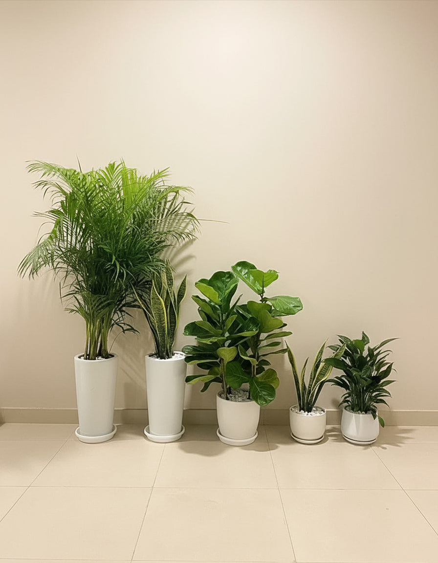 5 Air Purifying Bundle — White option
