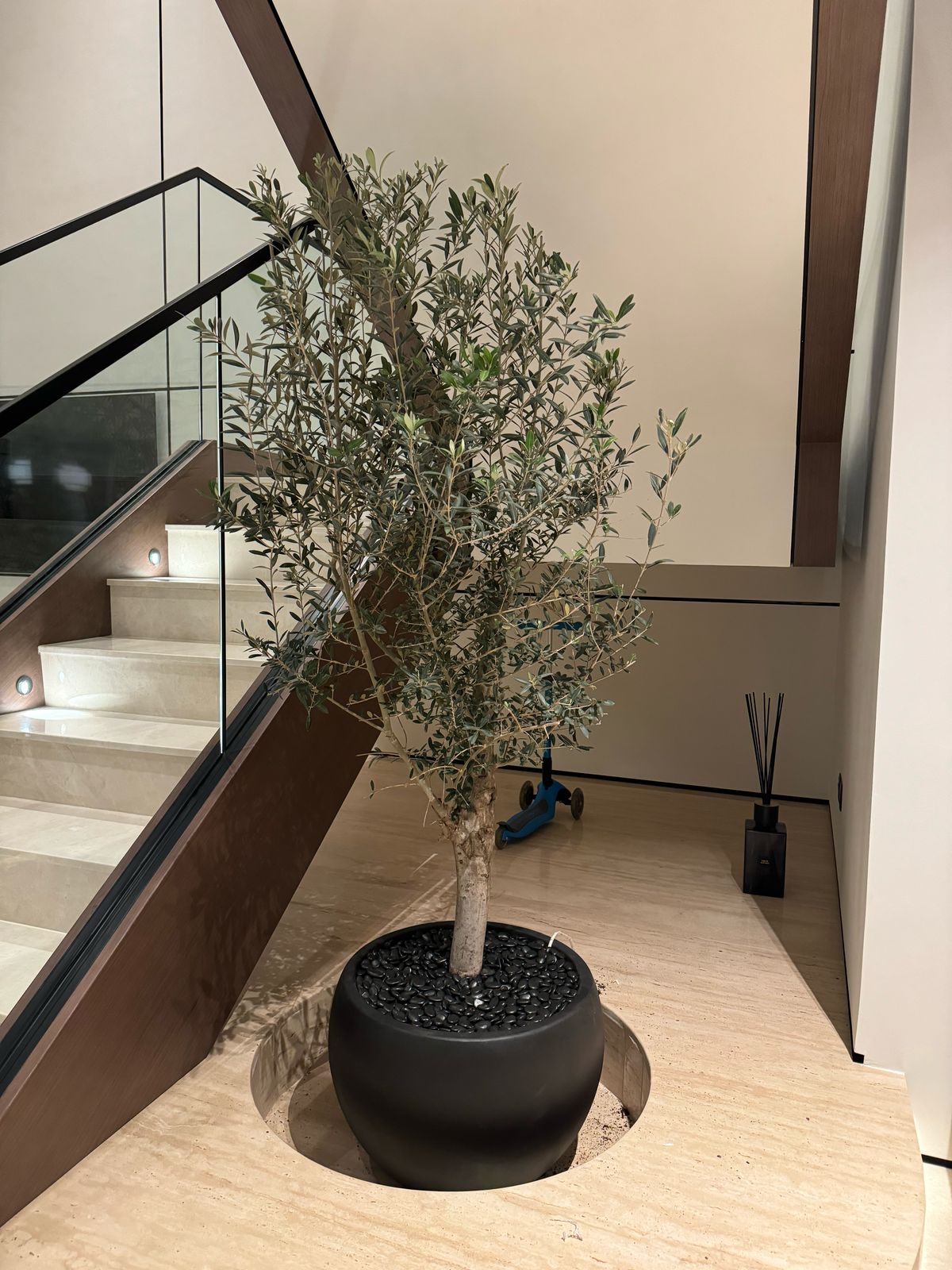 Olive Tree - Round Fiber Pot