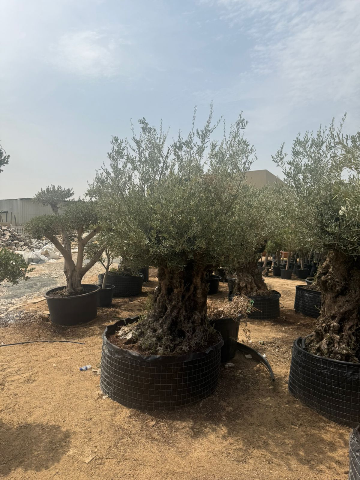 Giant Aged Thick Trunk - Olive Tree 2.2-2.3M