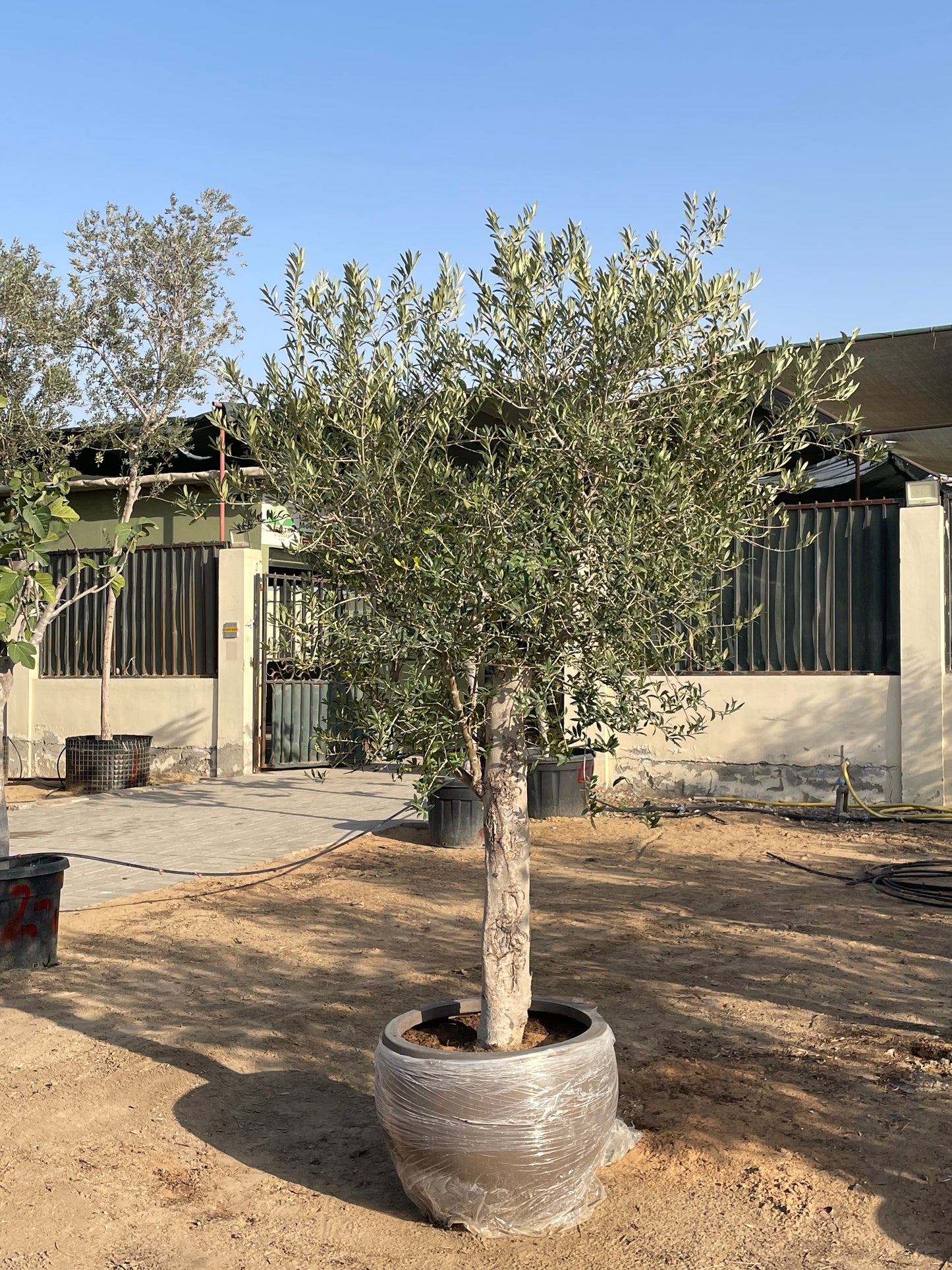 Bushy Olive Tree - Fiber Round Pot