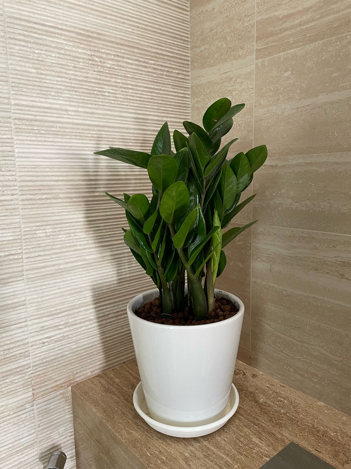 indoor zamia plant ZZ - Zamia