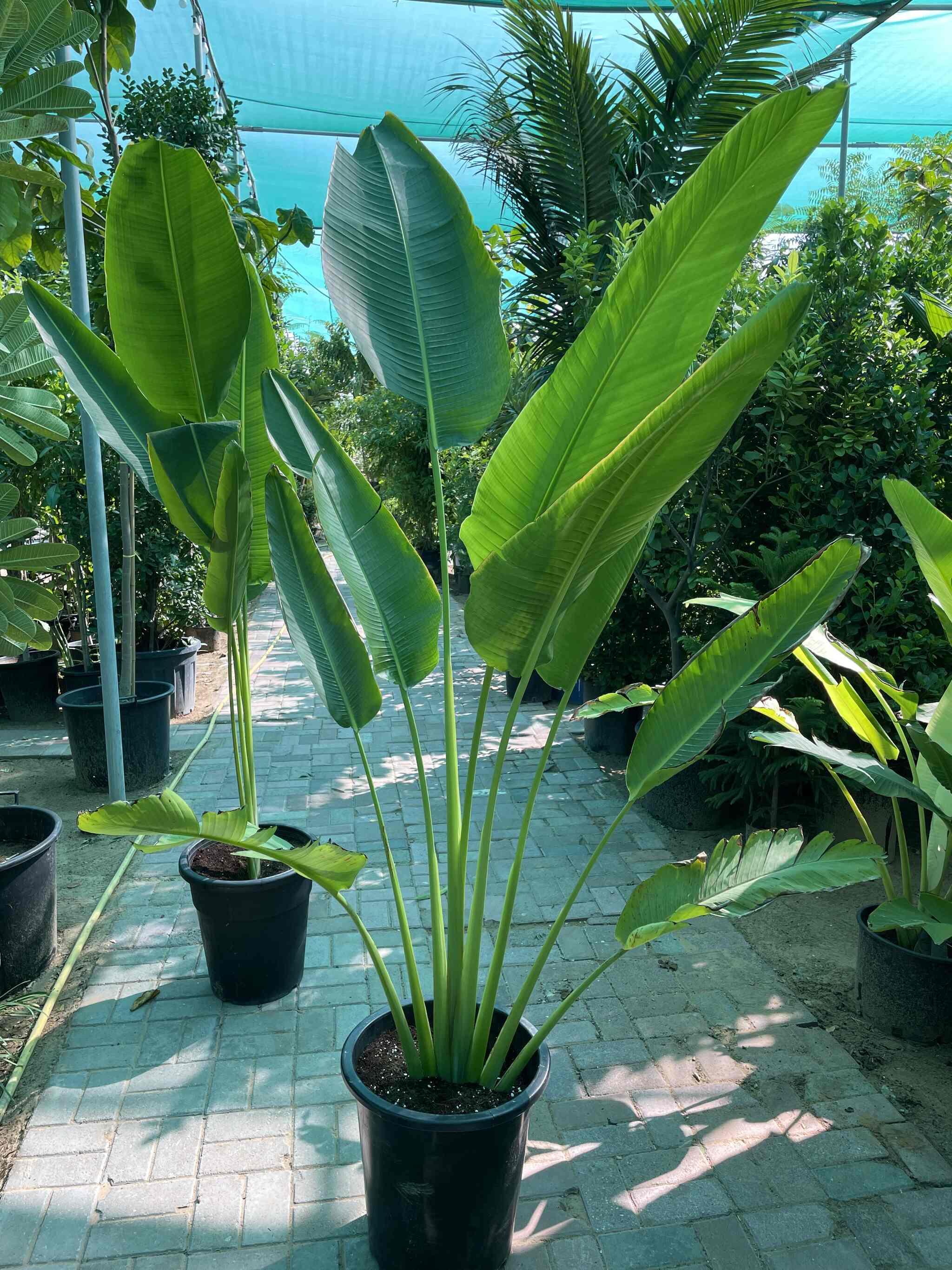 Travelers Palm - PROMOTION