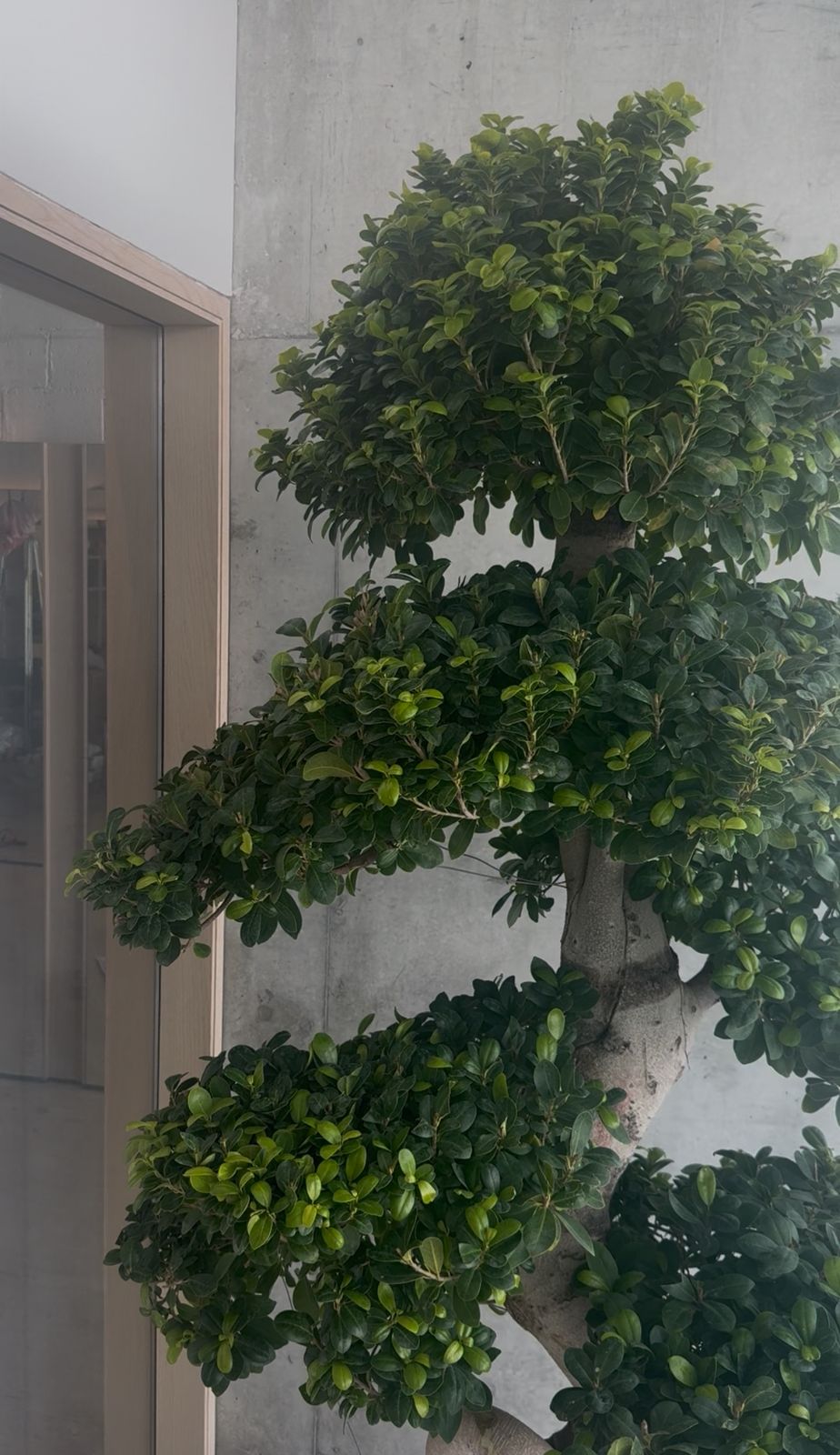 Giant Bonsai - Designed Thick Trunk - Fiber Pot