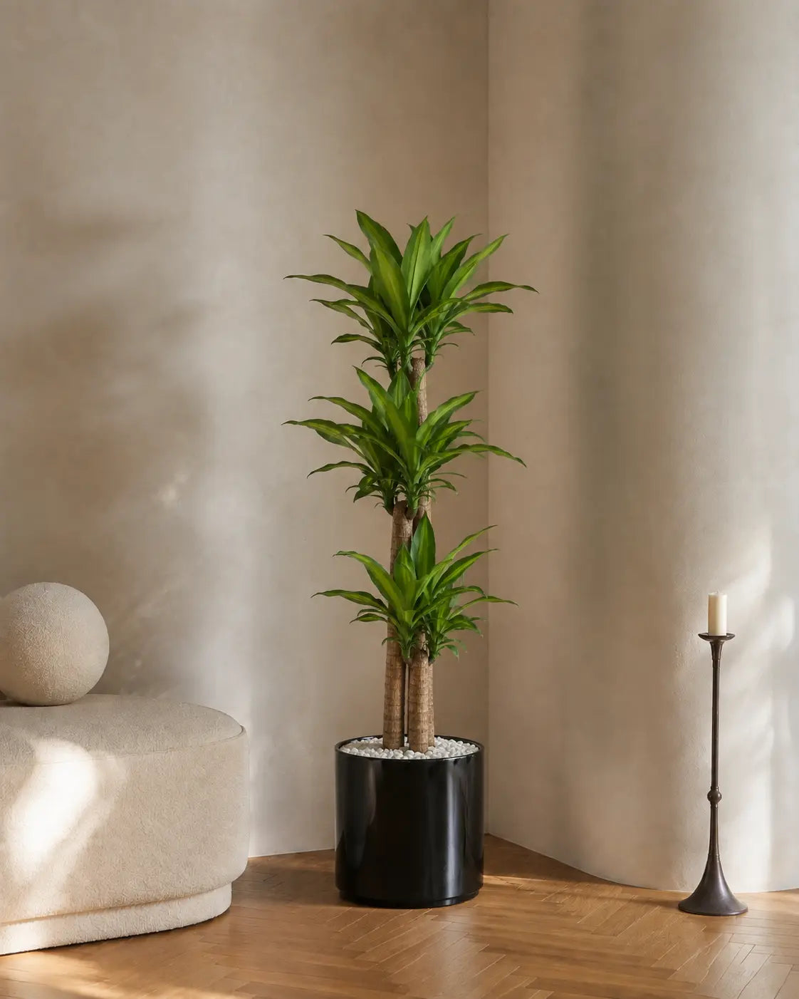 Dracaena massa test