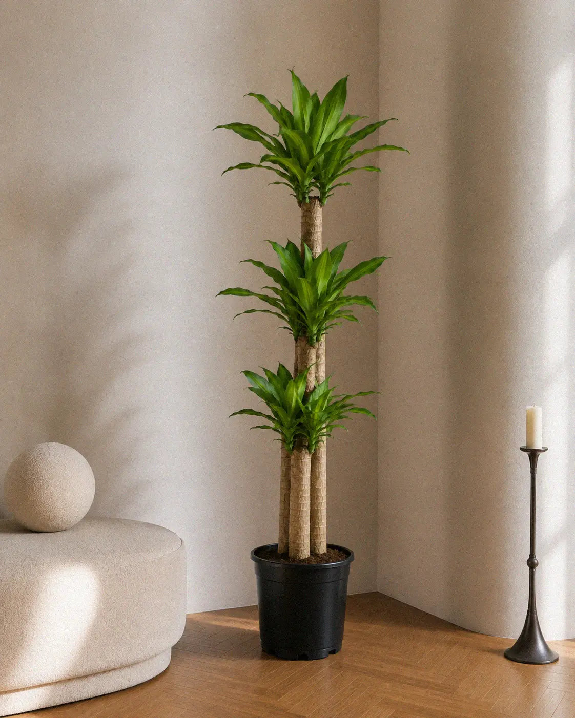 Dracaena massa test