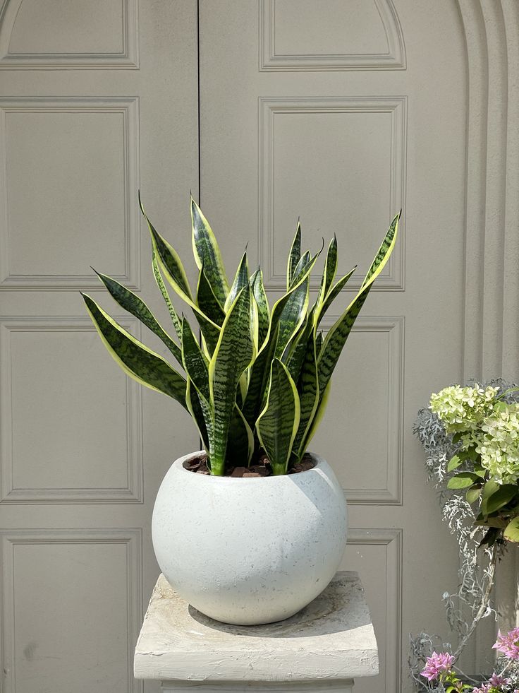 fiber snake plant Snake Plant - Round Fiber Pot
