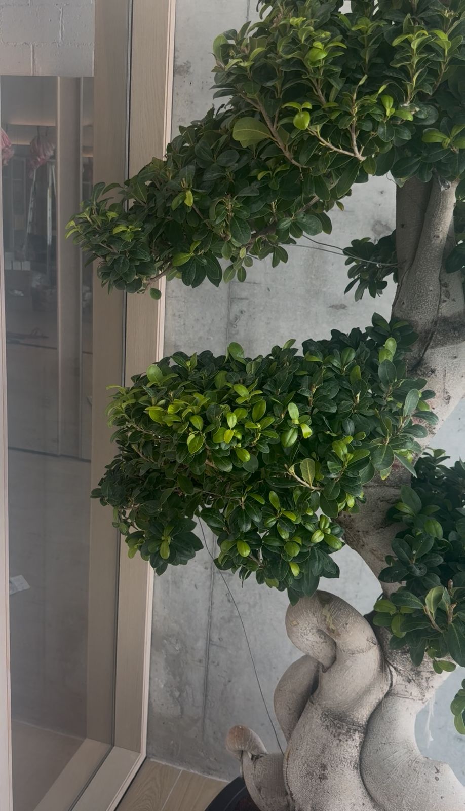 Giant Bonsai - Designed Thick Trunk - Fiber Pot