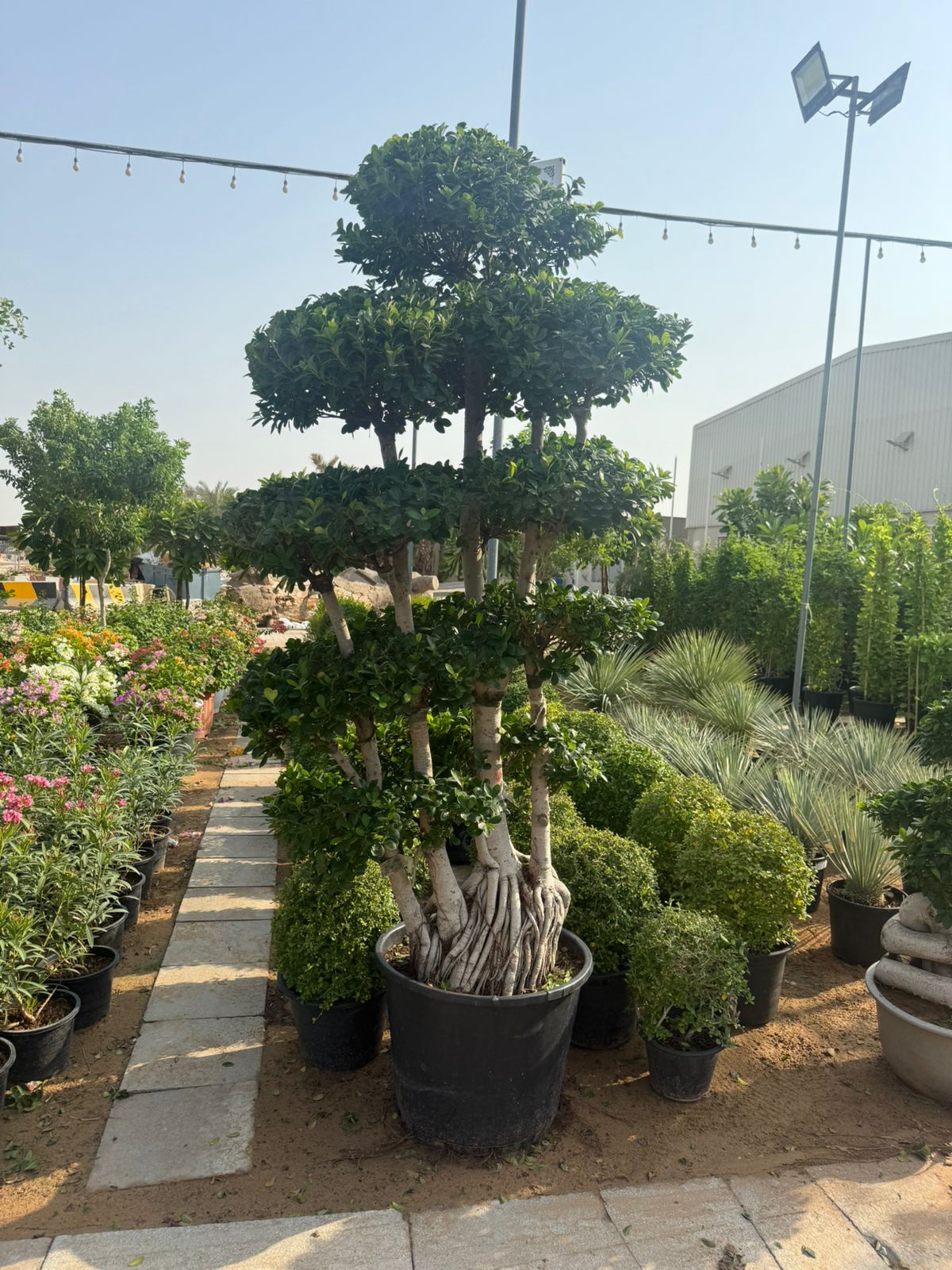 Giant Bonsai - Macro Design Trunk