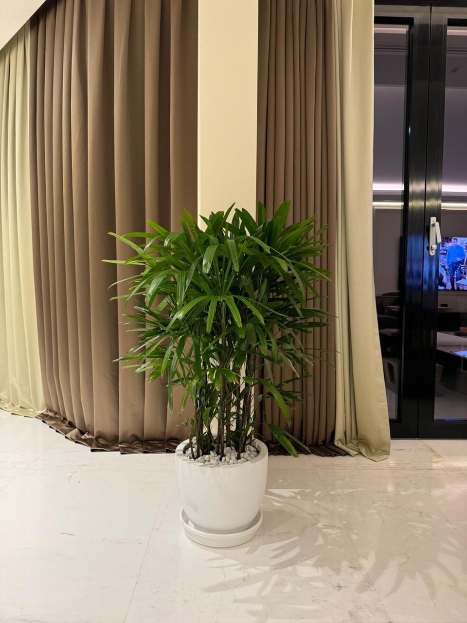 Lady Palm - Fiber Pot