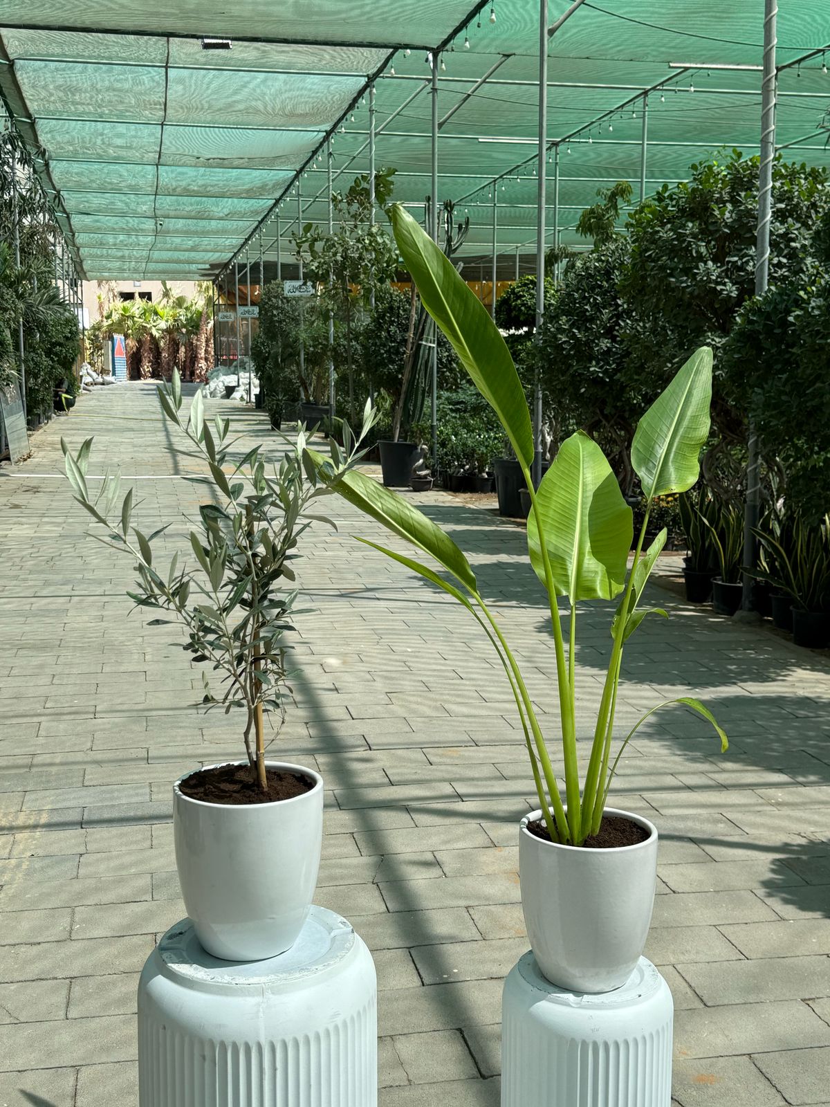 Travelers Palm & Olive Tree Bundle!