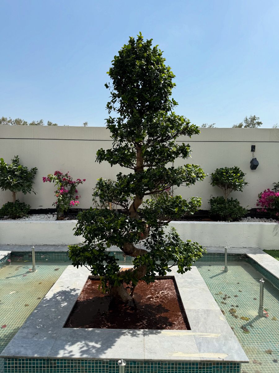 Bonsai - S Shaped
