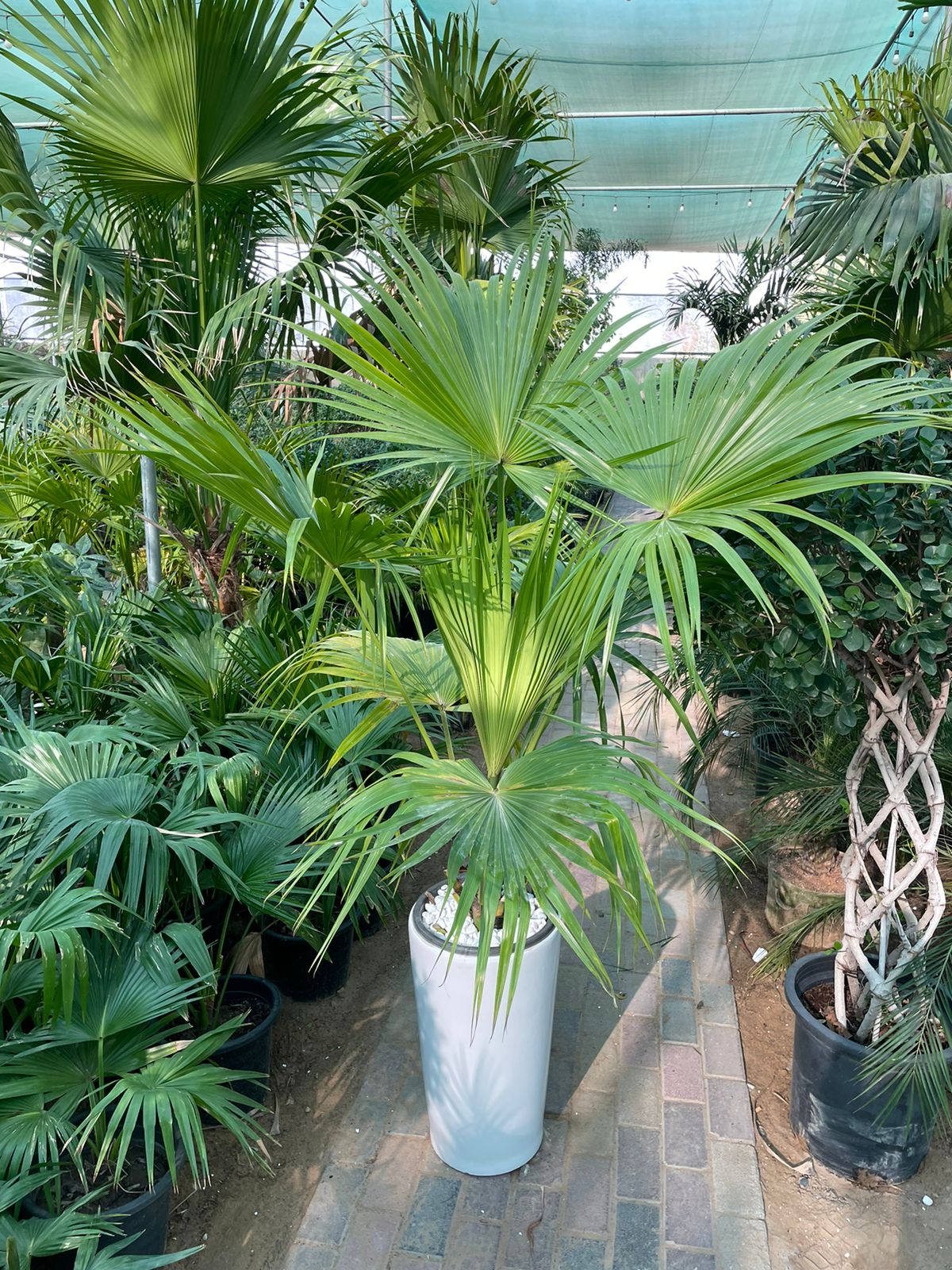 Livistona Palm - Promotional Offer