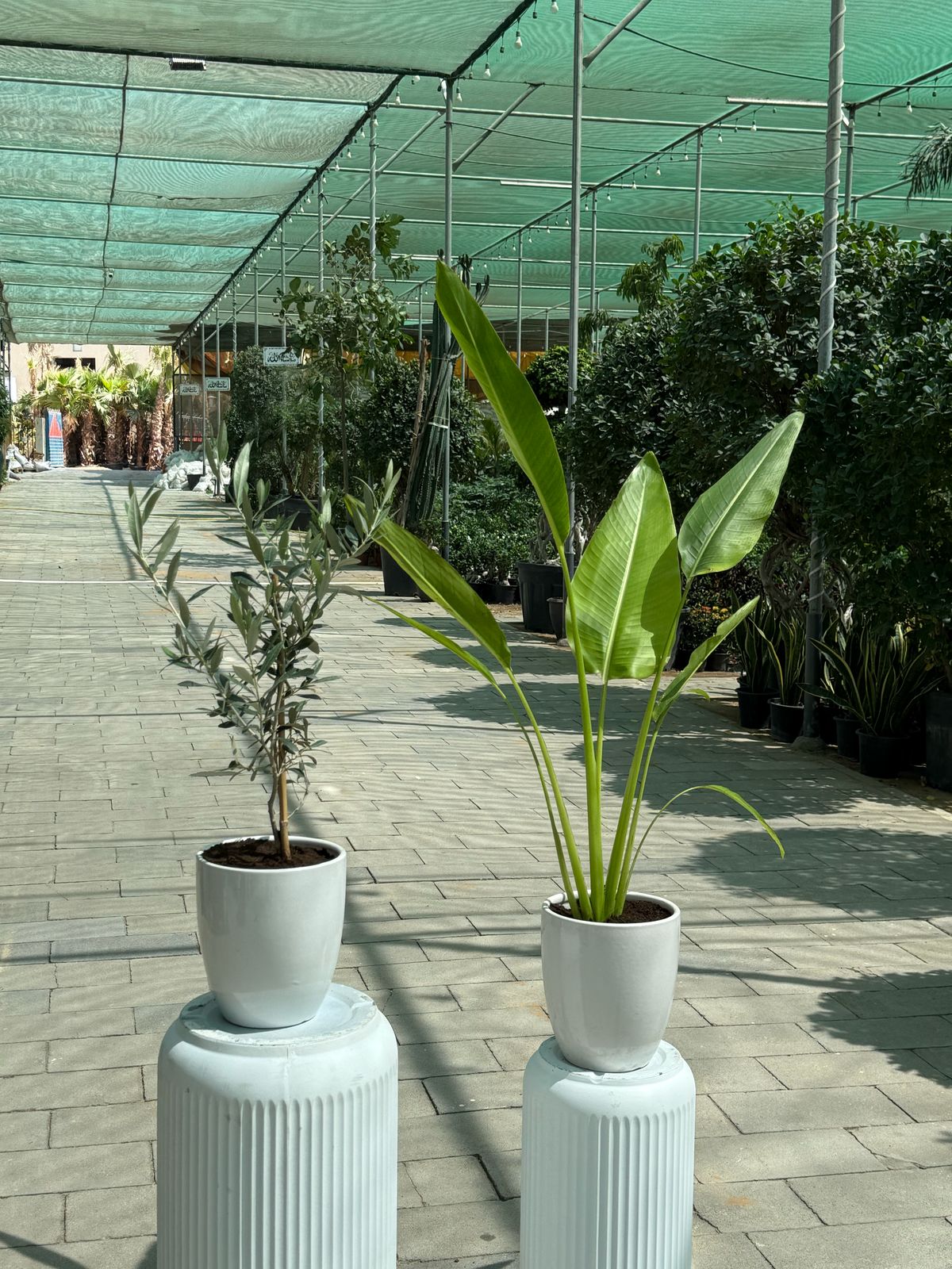 Travelers Palm & Olive Tree Bundle!