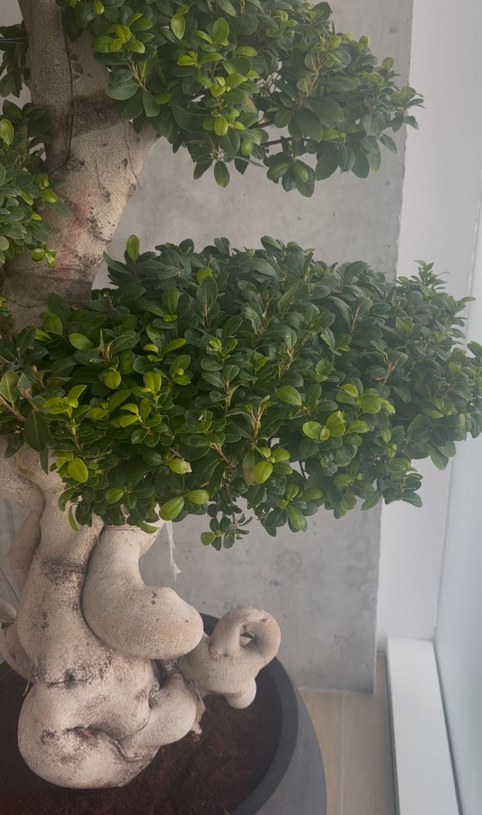 Giant Bonsai - Designed Thick Trunk - Fiber Pot