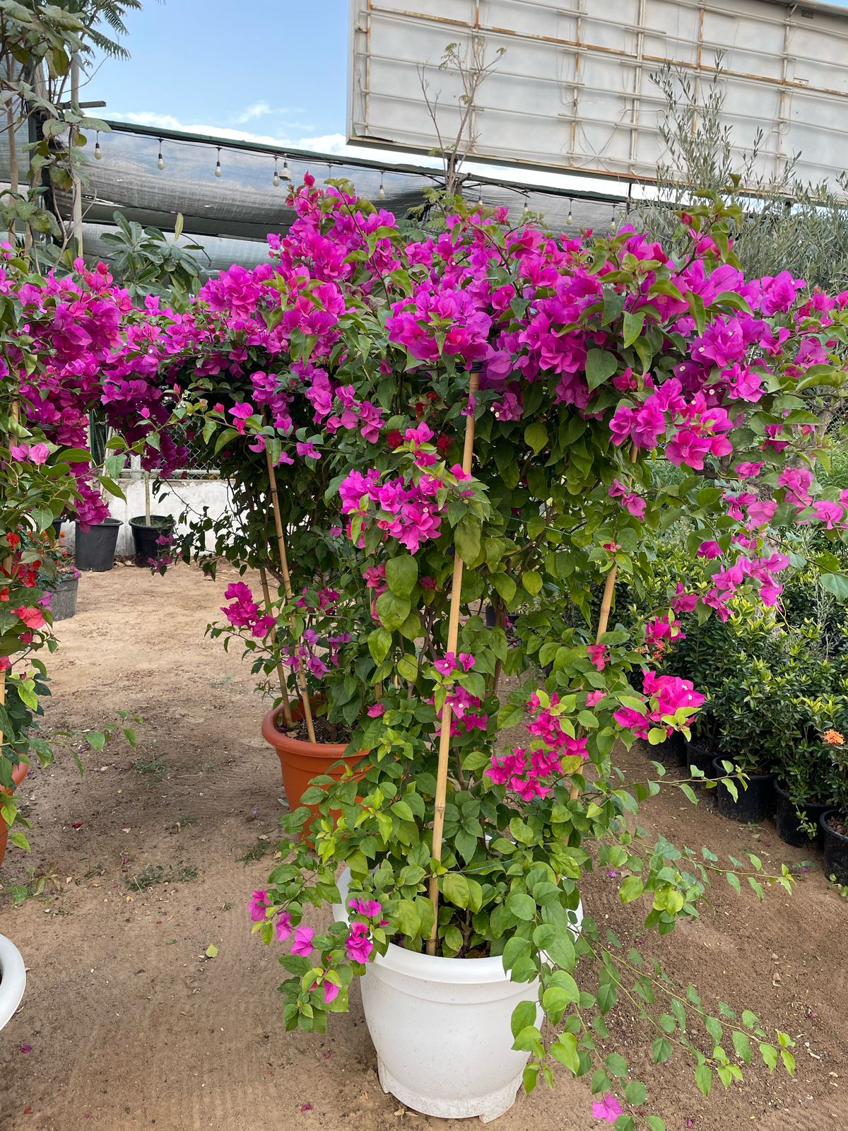 Giant Bougainvillea