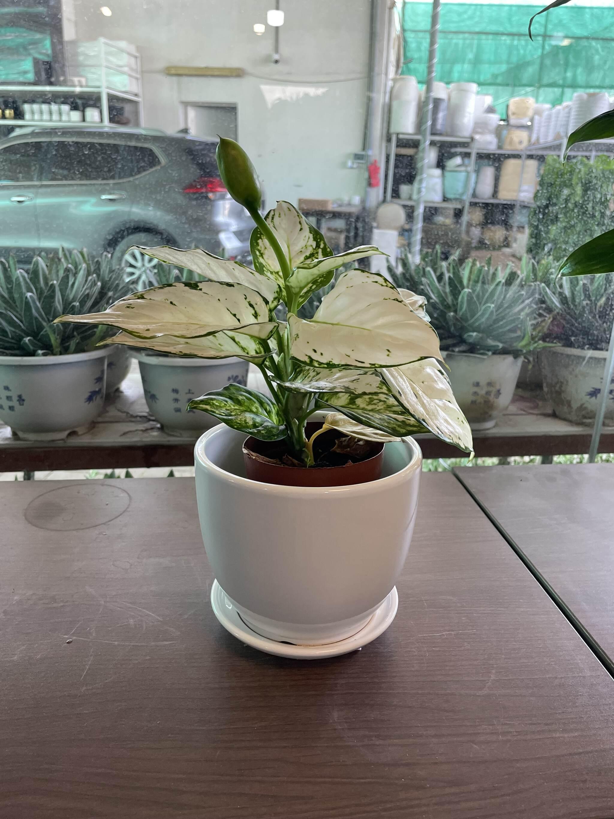 Aglonaema - Snow White
