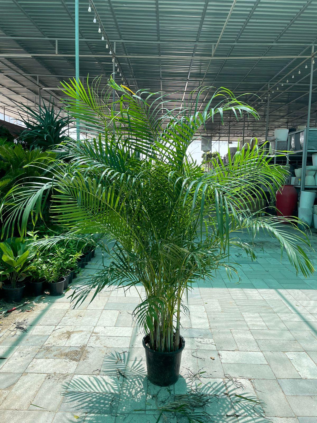 giant areca palm Giant Areca Palm