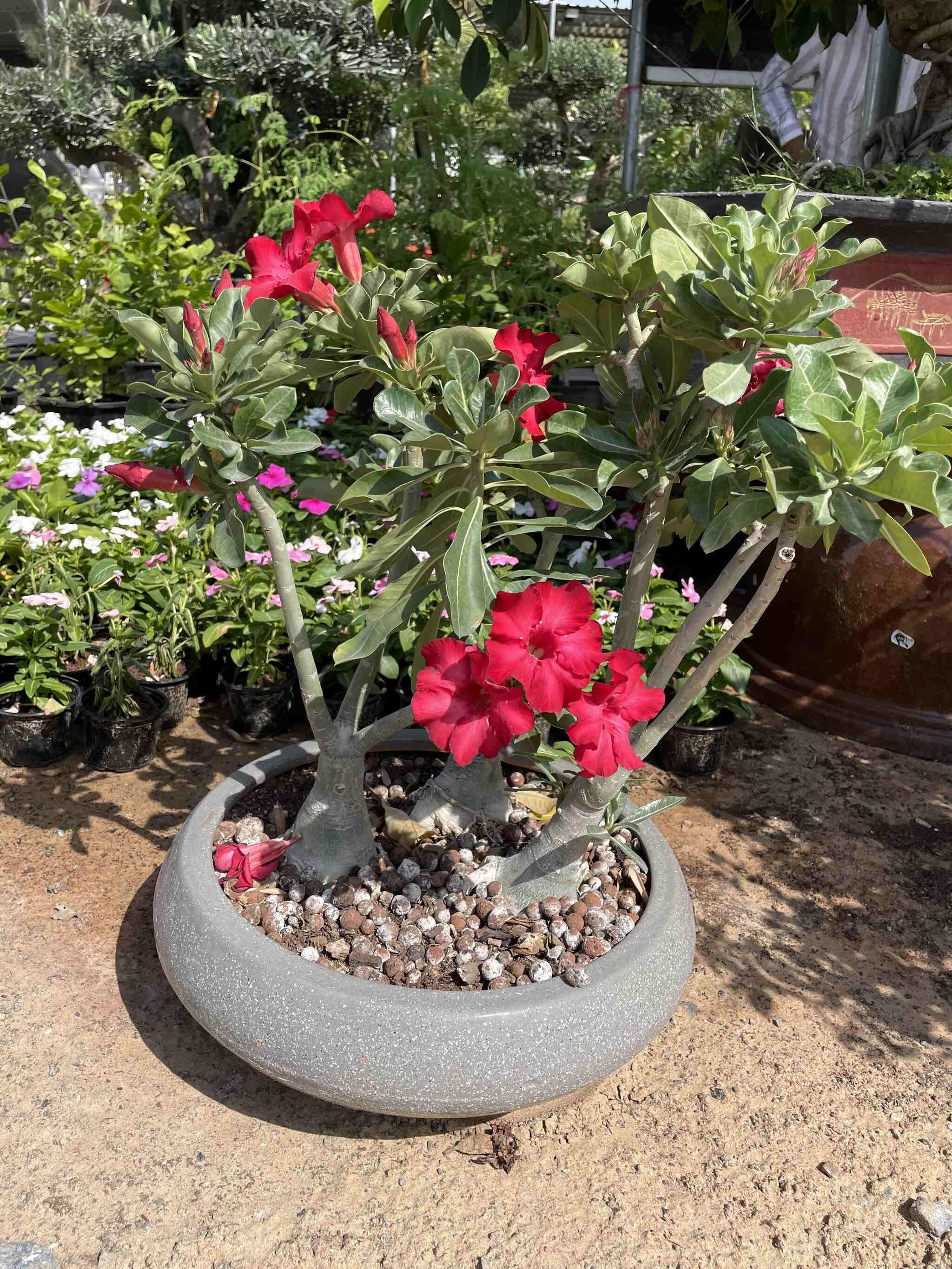 desert rose plant pot size Desert Rose in Shallow Pot – Silver Garden