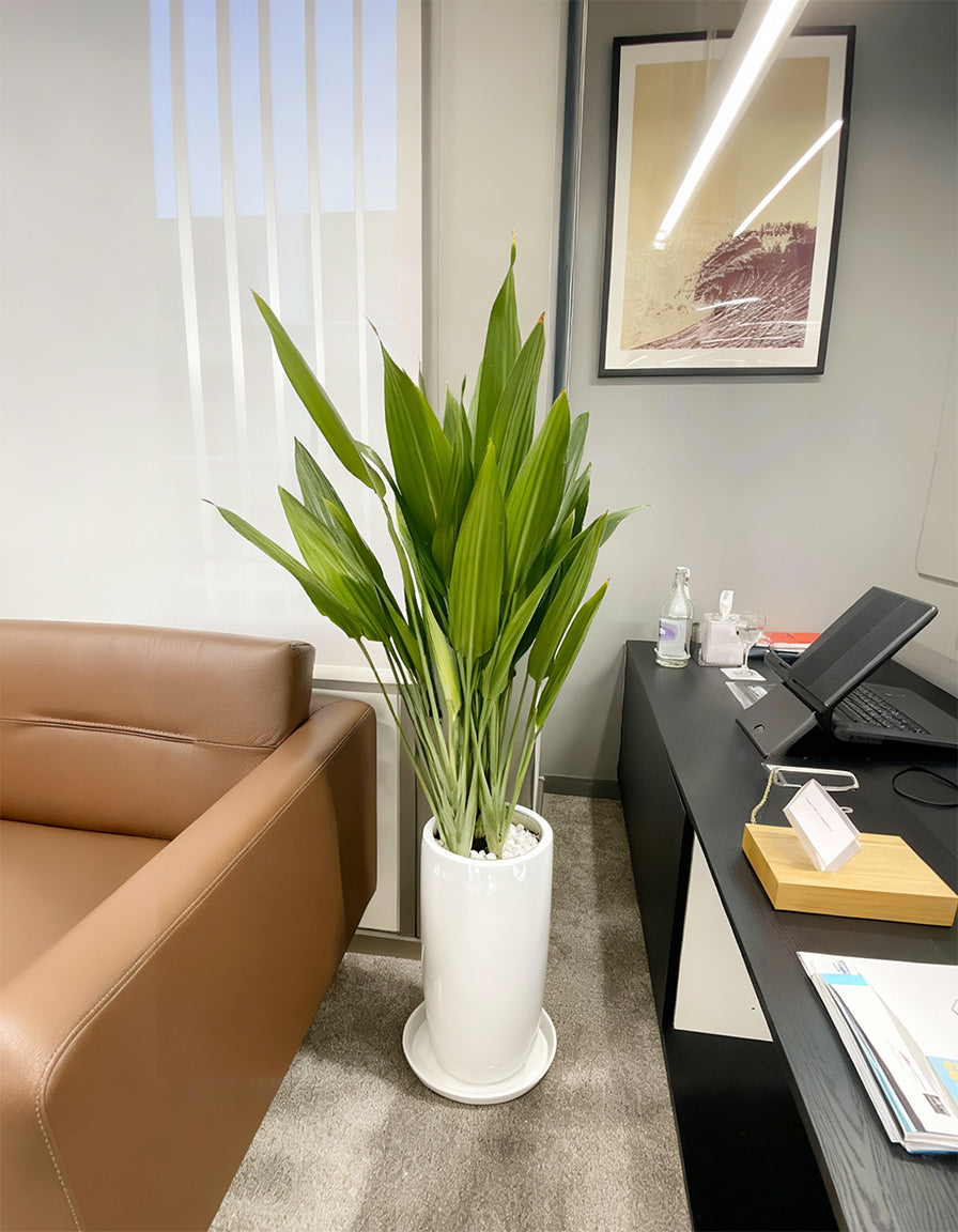 ASPIRADAS - Long pot