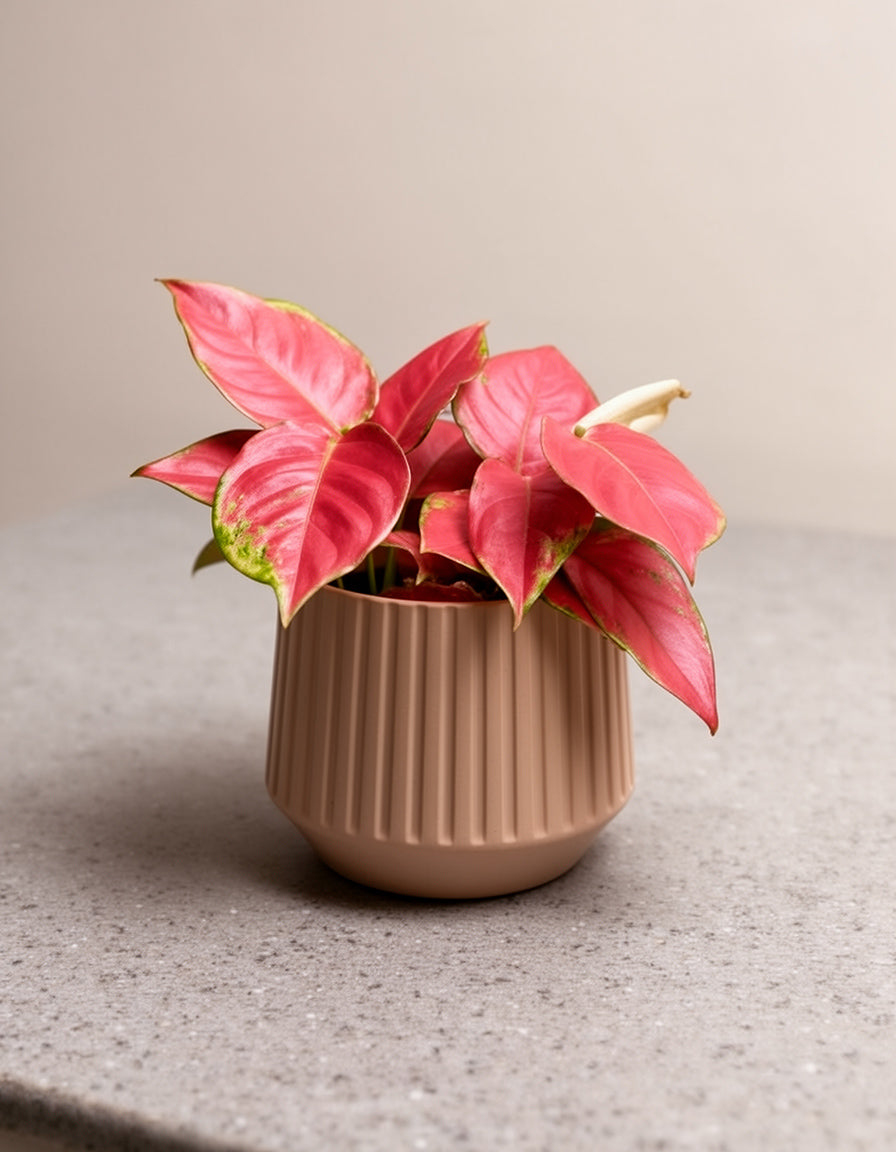Aglaonema Table Top