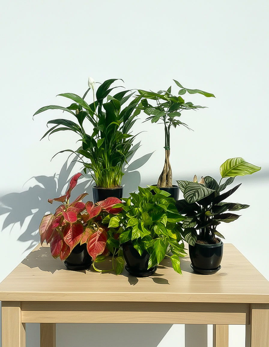 Air Purifying Table Top - Bundle of 5