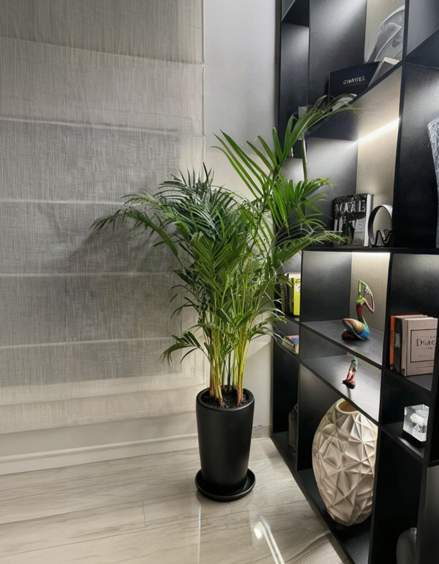 Areca Palm - Matte Black