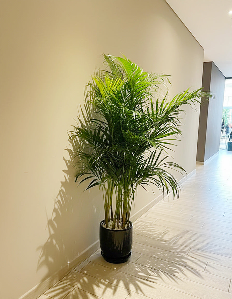 Areca Palm - Medium
