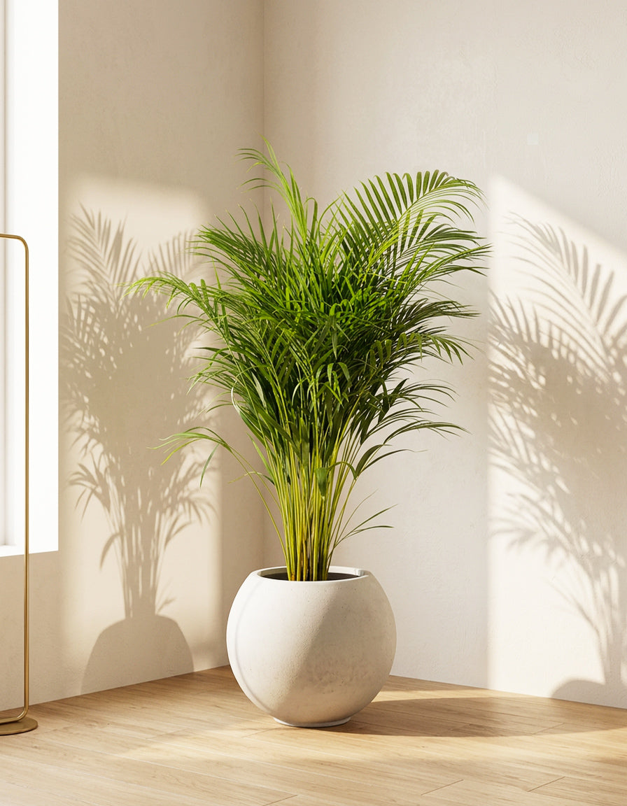 Areca Palm - Round Pot - Premium Quality